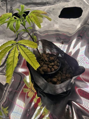 Dante's Inferno Rerun — vegetative, day 21