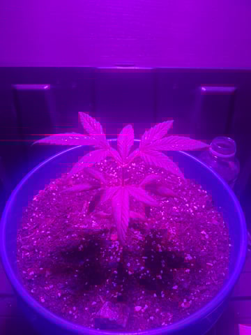 5 Random Seeds in a pot I found in my grinder. — vegetative, day 13
