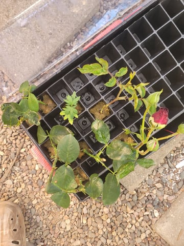 Ghetto Growing