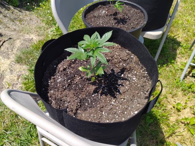 Outdoor Grow 1