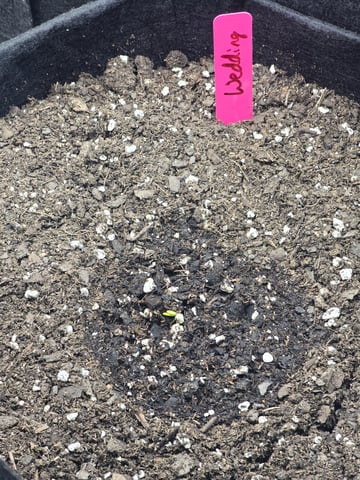 3rd Auto Grow — germination, day 21