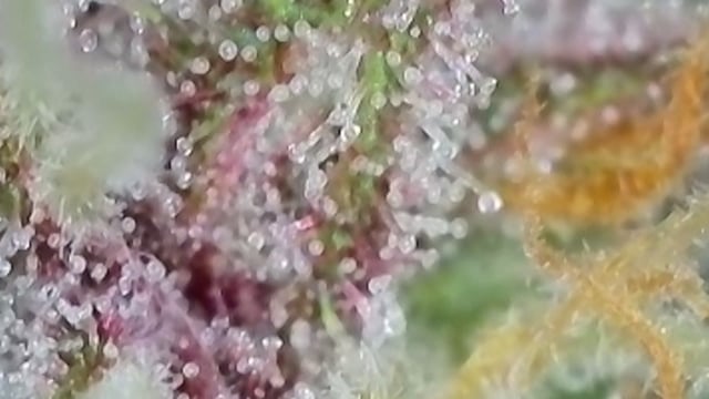 Lsd25, Dosido,GDP All Autos.