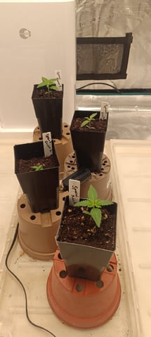 First Time Growing  — germination, day 1