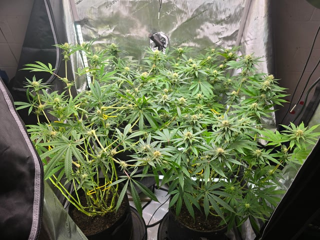 Purple Haze  — flower, day 77