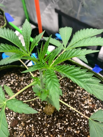 Six  — vegetative, day 29