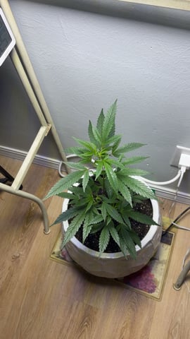 Triple Cake  — vegetative, day 9