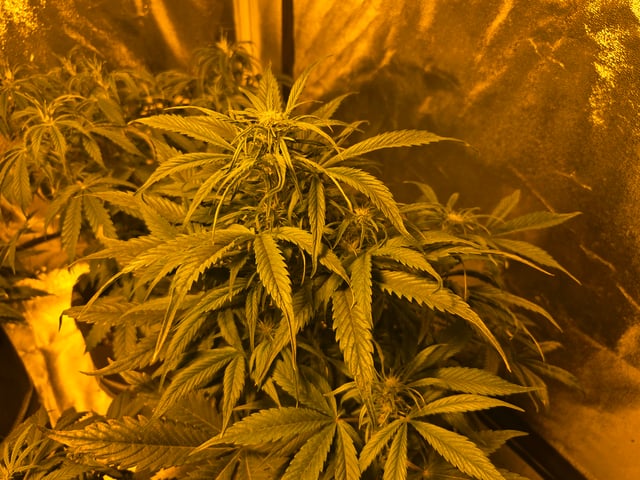 2nd Autoflower Indoor Grow — flower, day 44