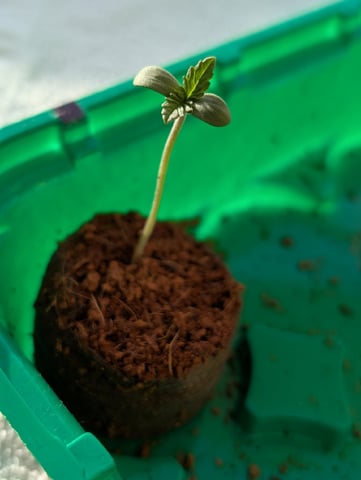 My First Grow 🪴 April '26 — seedling_rooting, day 5