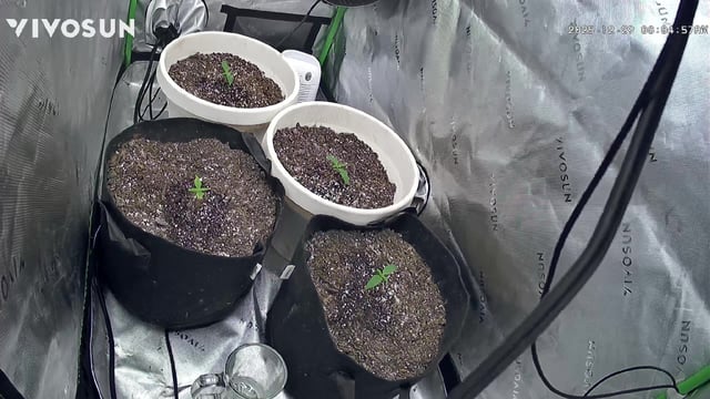 Autoskunk and OG Kush — seedling_rooting, day 11