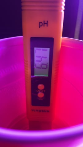 blueberry cupcake  — vegetative, day 50