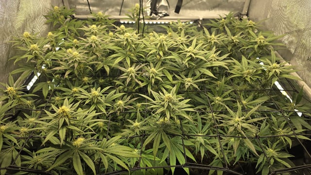 Strawberry Sugar  — flower, day 87