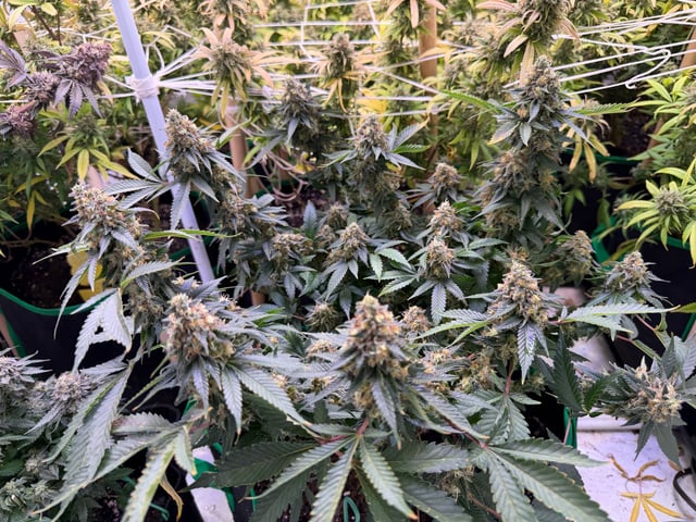 Indoor Grow  — flower, day 206