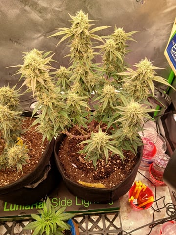 Lsd25, Dosido,GDP All Autos. — grow_setup, day 60