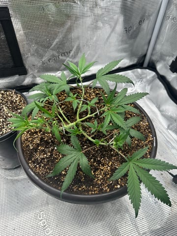strawberry gorilla  — vegetative, day 12