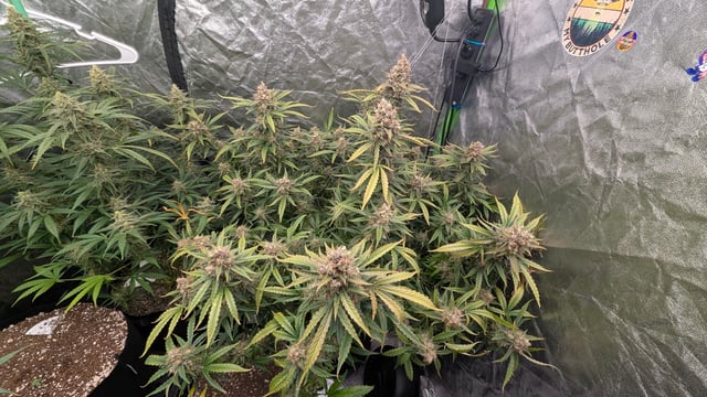 Strawberry Cheesecake Seedsman Seeds Autoflowers x2 — flower, day 99