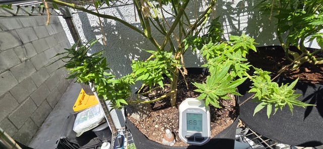 Mystery Weed Plant — flower, day 146