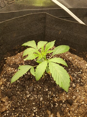 first grow — vegetative, day 11