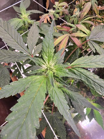 Glookies by Barneys Farm — flower, day 63