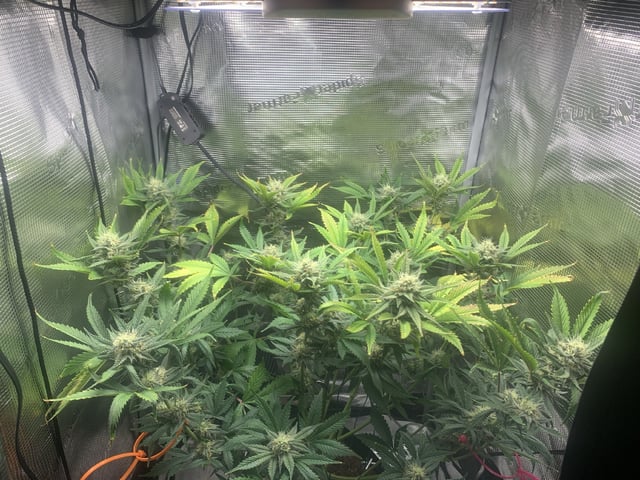 Blackberry Moonrocks (First Grow)
