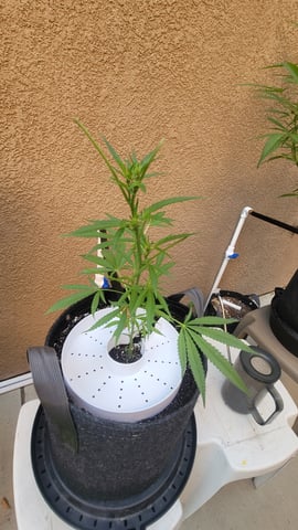 Poison Rainbows — vegetative, day 110