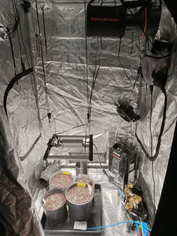 critical purple kush x peyote wifi  in the auto pot system tray 2 grow with added microhazian to the coco coir  — seedling_rooting, day 7