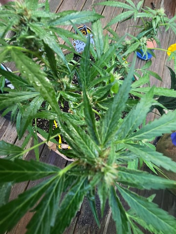 Outdoor Auto's (3rd Set) — flower, day 46