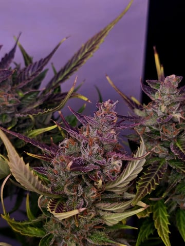 1st Auto Grow (LSD + BrB) - 1st indoor Grow — flower, day 75