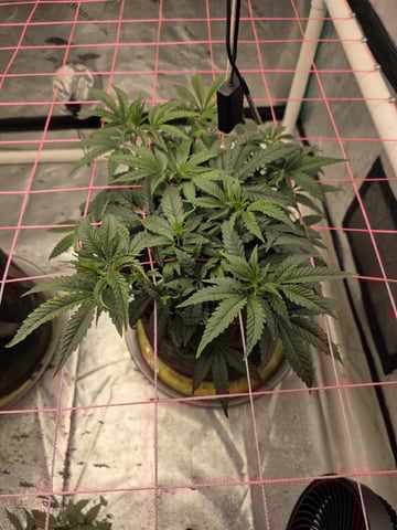 Granny Candy and PLCG — vegetative, day 64