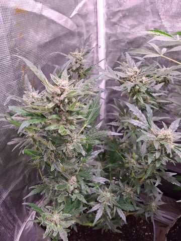 lil babies  — flower, day 53