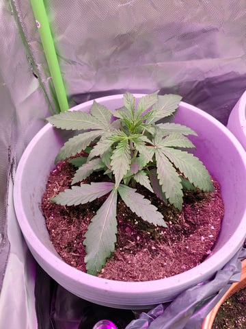 Indoor 1 — vegetative, day 1