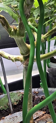 Girl Scout Cookies  — vegetative, day 62