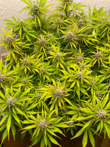 Mashenka — auto, day 9