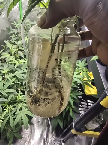 GLOOKIES — grow_setup, day 5