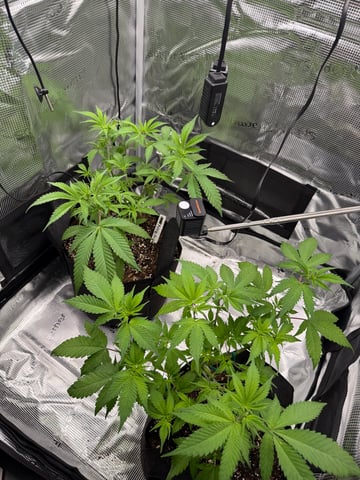  Trying to go big — vegetative, day 67