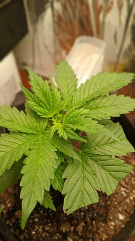My First Grow — none, day 1
