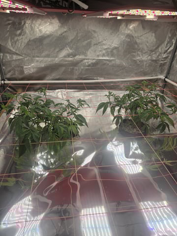 Dante's Inferno Rerun — vegetative, day 50