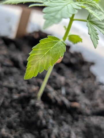My First Grow 🪴 April '26 — vegetative, day 26