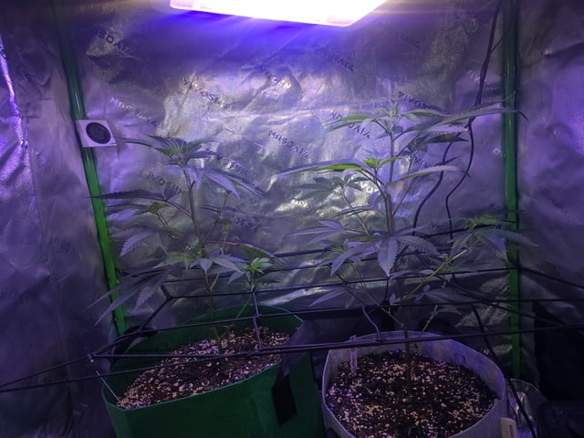 FIRST GROW — vegetative, day 25