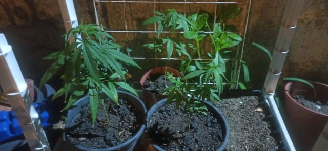 Prentwins — vegetative, day 49