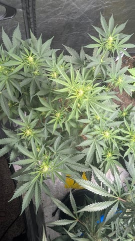 Mixed Grow — grow_setup, day 59