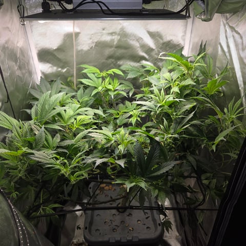 Fast Flowering Photo — flower, day 120