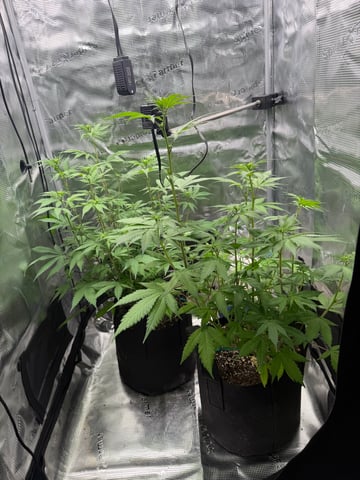  Trying to go big — flower, day 84