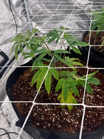 first indoor — vegetative, day 41