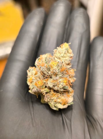 Grow 3 — harvest, day 70