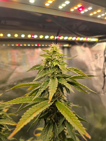 Northern lights #10 2nd plant (Selkies) — flower, day 78