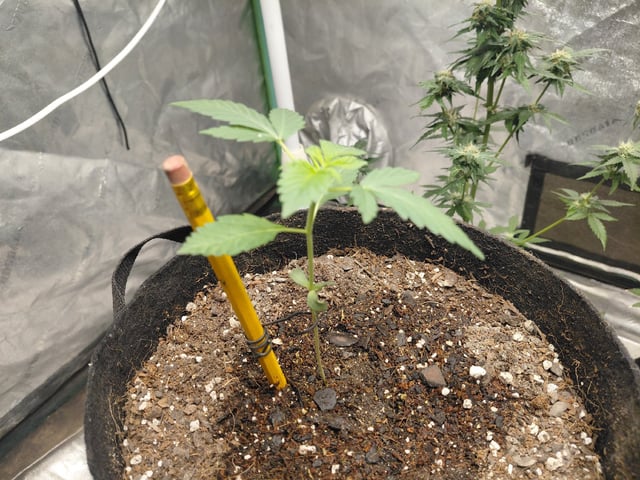Growing  A New One — vegetative, day 1