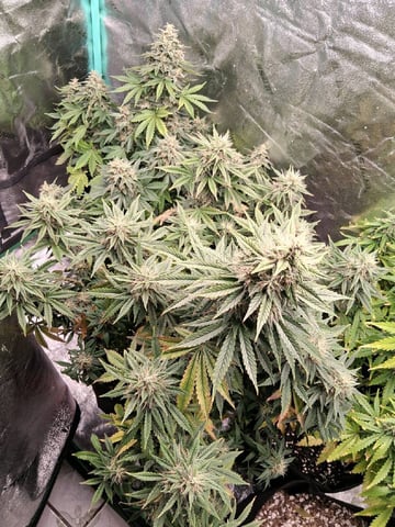 Lemon Cherry Cookies, Purple Haze and Strawberry Gorilla Grows — flower, day 95