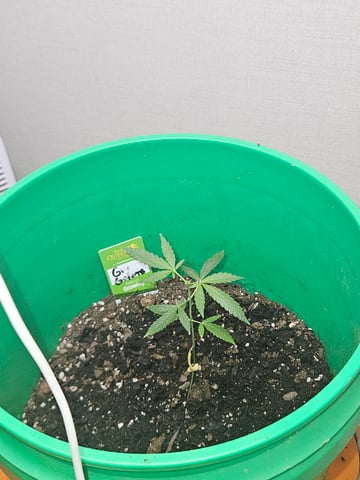1st plant. Strain: Green Gelato AutoFlower — vegetative, day 46