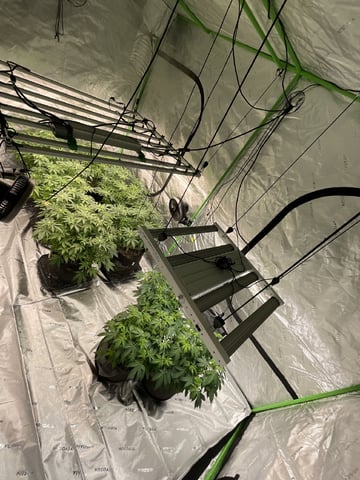 1st Ever Grow (GodFather OG) (Coco) — flower, day 104