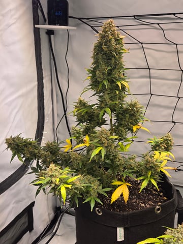 2nd Grow 3x5 tent — flower, day 88